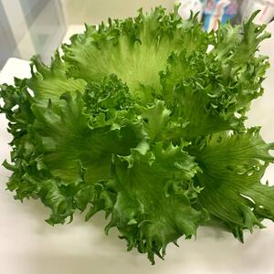 「毎週お届け」植物工場産　農薬:栽培期間中不使用　フリルレタス「定期便」