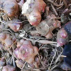 自家栽培用☆自然栽培ヤーコンの種芋5kg（土付き、箱の重さ込み）