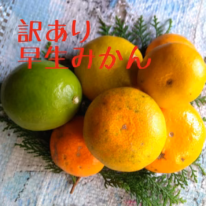初モノ&お得！訳あり早生みかん 4キロ レモン1つおまけ　限定4箱