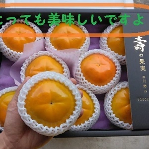甘柿　｢太秋柿」 大箱　４Ｌ　8個入り２.６kg以上　化粧箱入