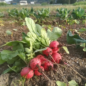 初回限定 お試し野菜セット