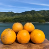 紅河内晩柑&甘夏　栽培期間中に農薬、化学肥料不使用 柑橘セット【柑橘食べ比べ】