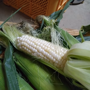 少量出品！白スイートコーン(ホワイトショコラ)