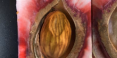 あの食べ物は実はモモ！！