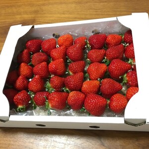 700g　お買い得！朝採り新鮮完熟苺