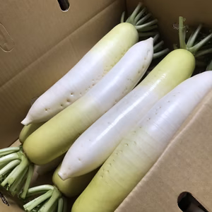 能登産ダイコン