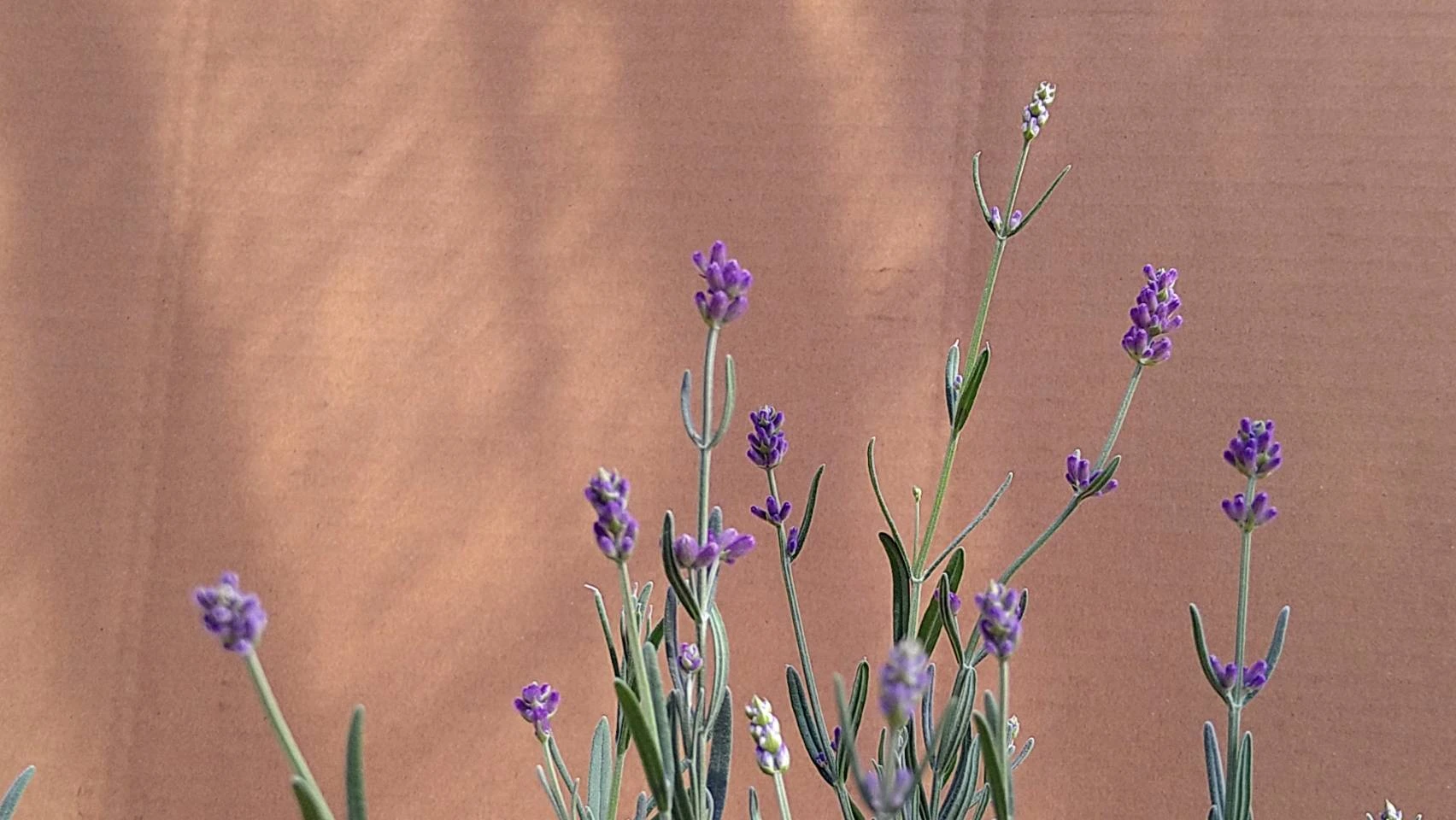 新生活に 植物を育てる喜びを 鉢植えのお花 のたしなみ 農家漁師から産地直送の通販 ポケットマルシェ