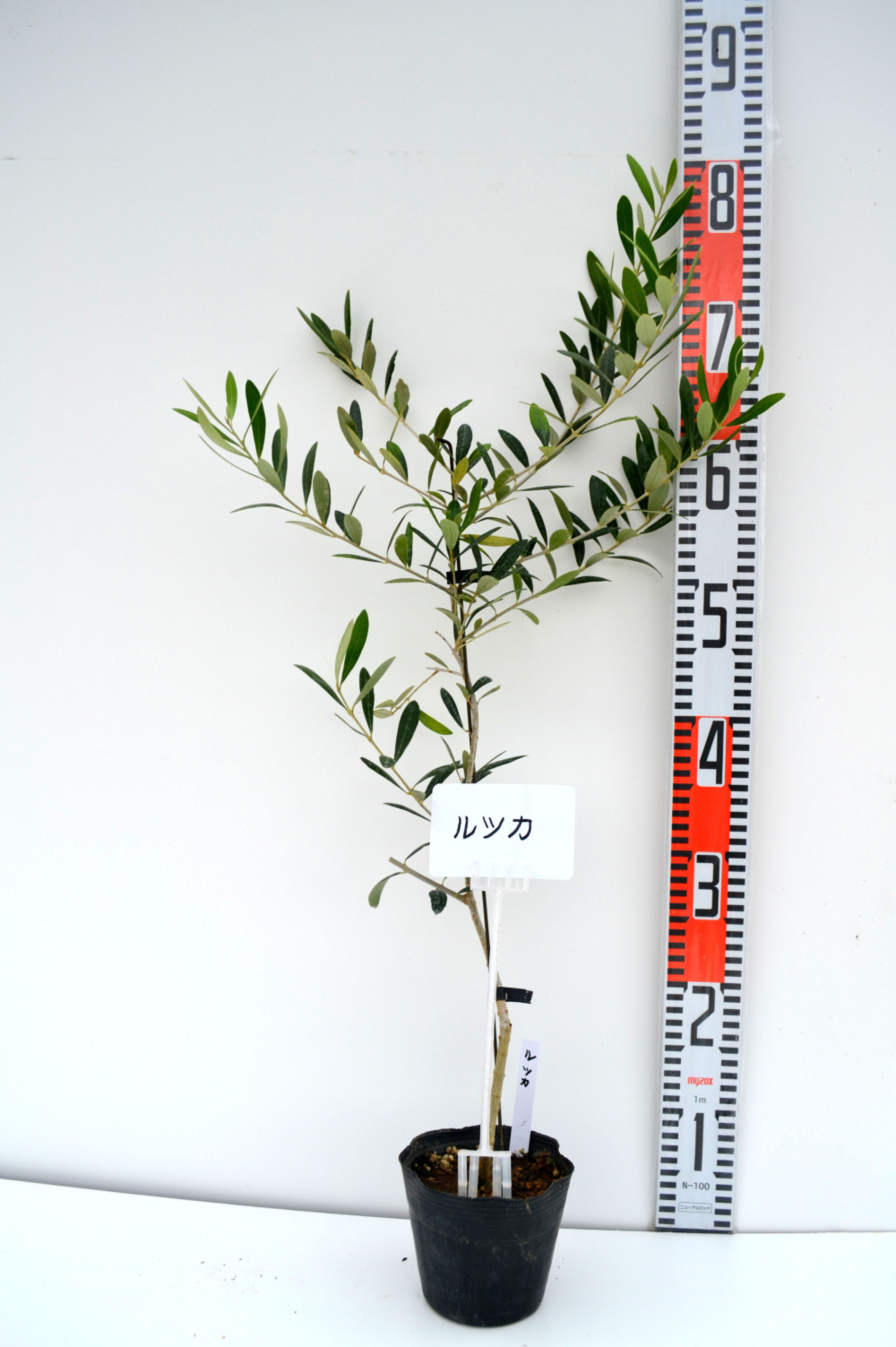 品種色々 オリーブ苗木 1 5または12本 12cmポット 組合せ自由 農家漁師から産地直送の通販 ポケットマルシェ