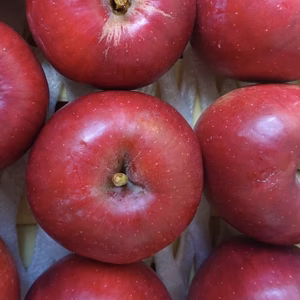 収獲始まりました！今も昔も思い出懐かし紅玉！アップルパイにも型崩れしにくい