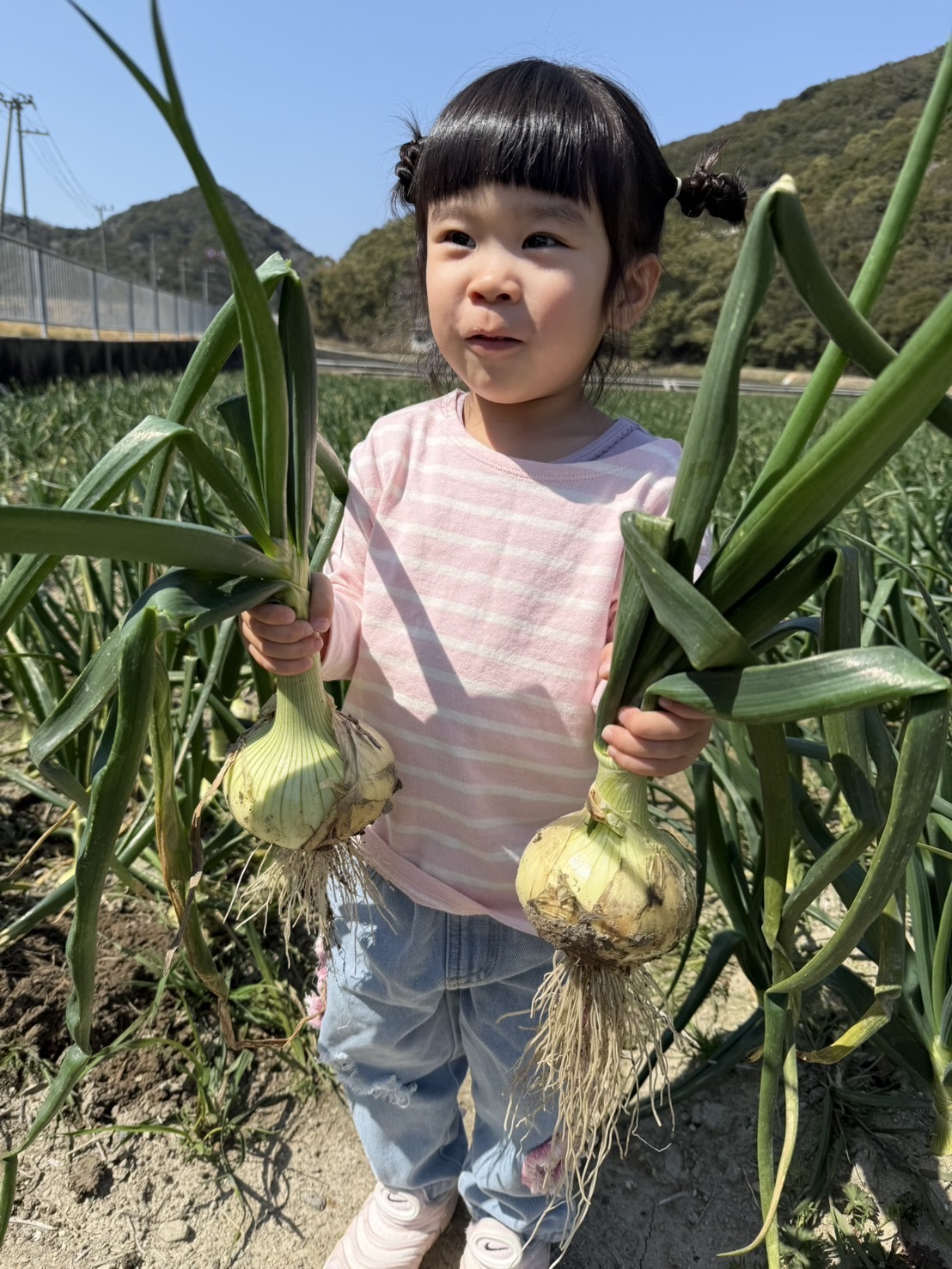 今が旬淡路島の新玉ねぎ!とっても甘い 南あわじ市産 新玉ねぎ訳あり3キロ