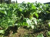 ミニ大根・赤大根　秋野菜セット