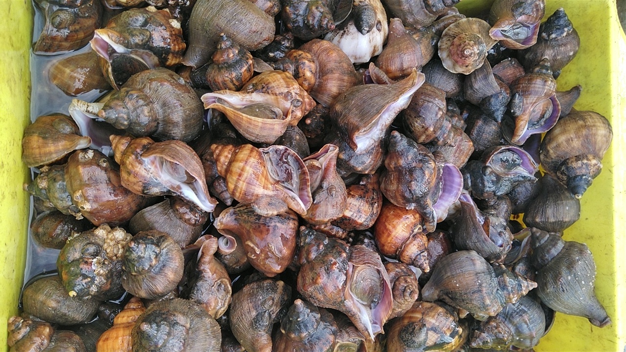 宮城県産 ヒメエゾボラ ２kg 約３０個位 青ツブ貝 唾液腺の除去が必要 農家漁師から産地直送の通販 ポケットマルシェ