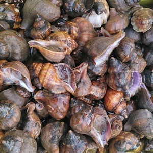 ポケマル 青つぶ貝の通販 全国の農家から産地直送で取り寄せできるポケットマルシェ