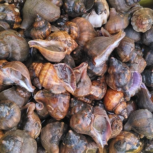 宮城県産 ヒメエゾボラ ２kg（約３０個位）～ 青ツブ貝 唾液腺の除去が必要