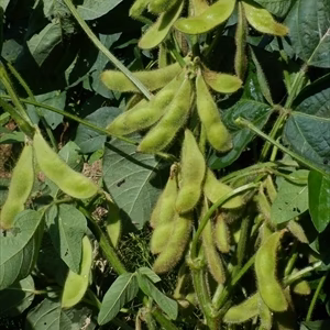 枝豆　枝付き　秘伝豆　（自然栽培　無肥料・無農薬・無除草剤）　1ｋｇ　