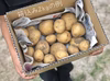 信州産｜土付き新じゃが [キタアカリ]