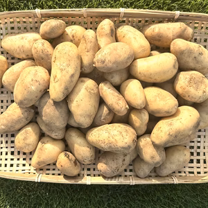 【新じゃがいも】メークイン(5kg)