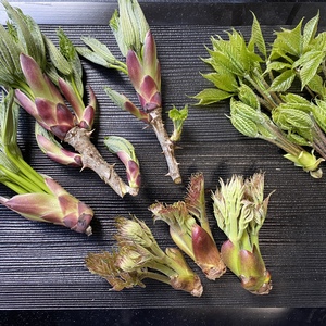 ⭐️秋田県産山菜❗️ハリギリ　タラの芽　こしあぶら　⭐️