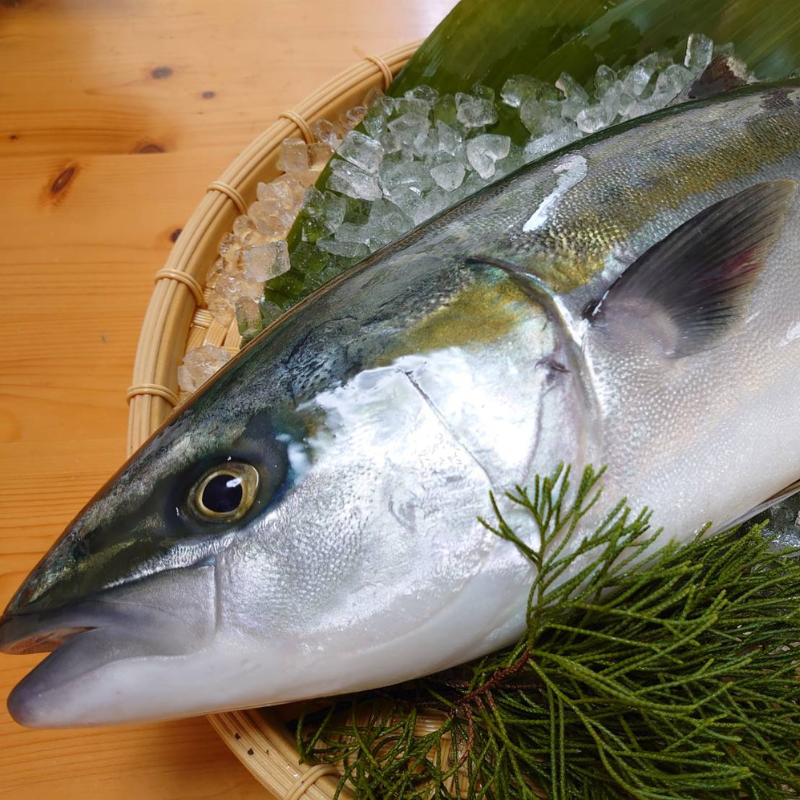 活〆 真鯛 大きめサイズ 1尾 1.5kg [魚介類]