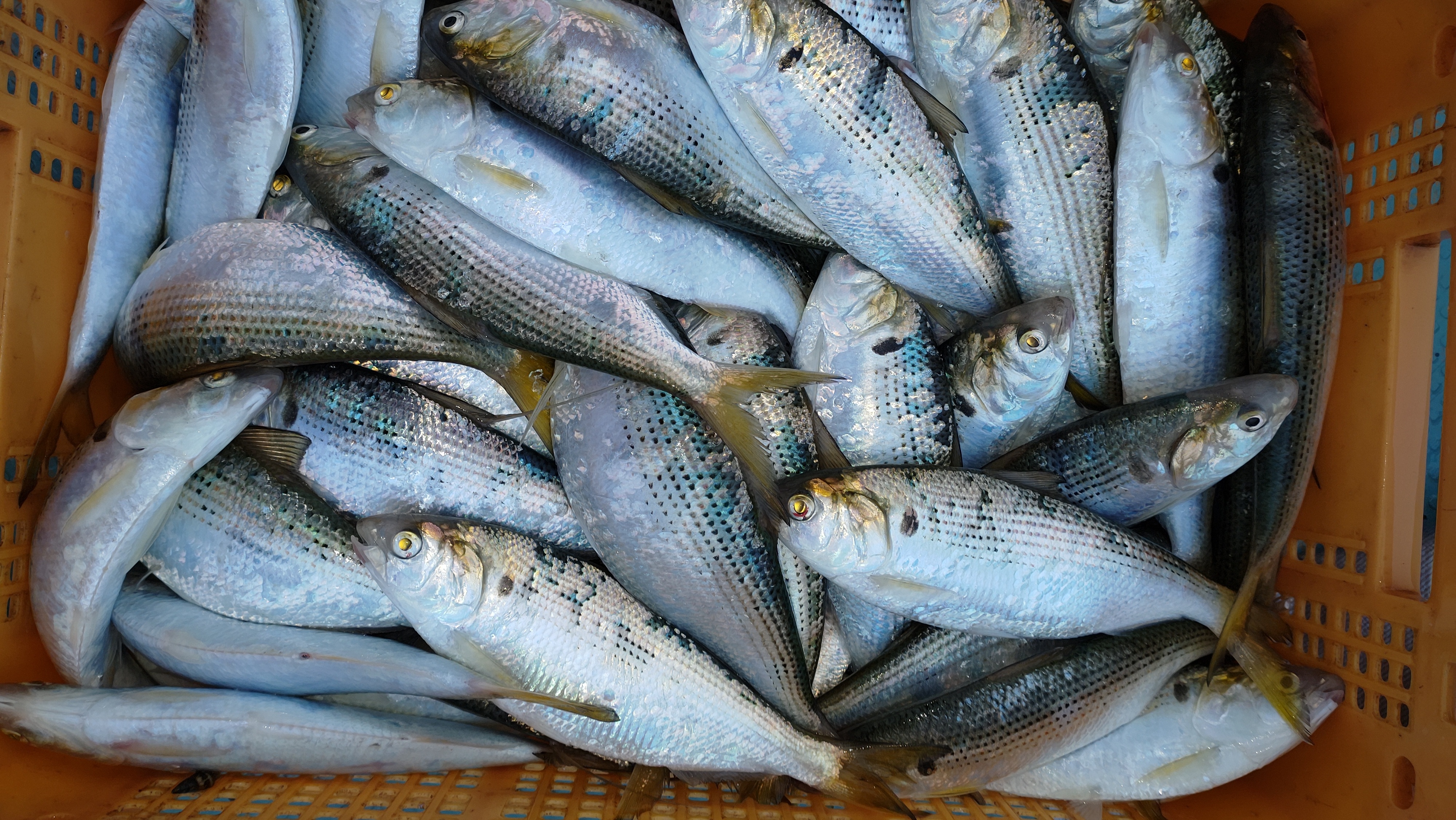 魚 コノシロ 刺身が絶品 農家漁師から産地直送の通販 ポケットマルシェ