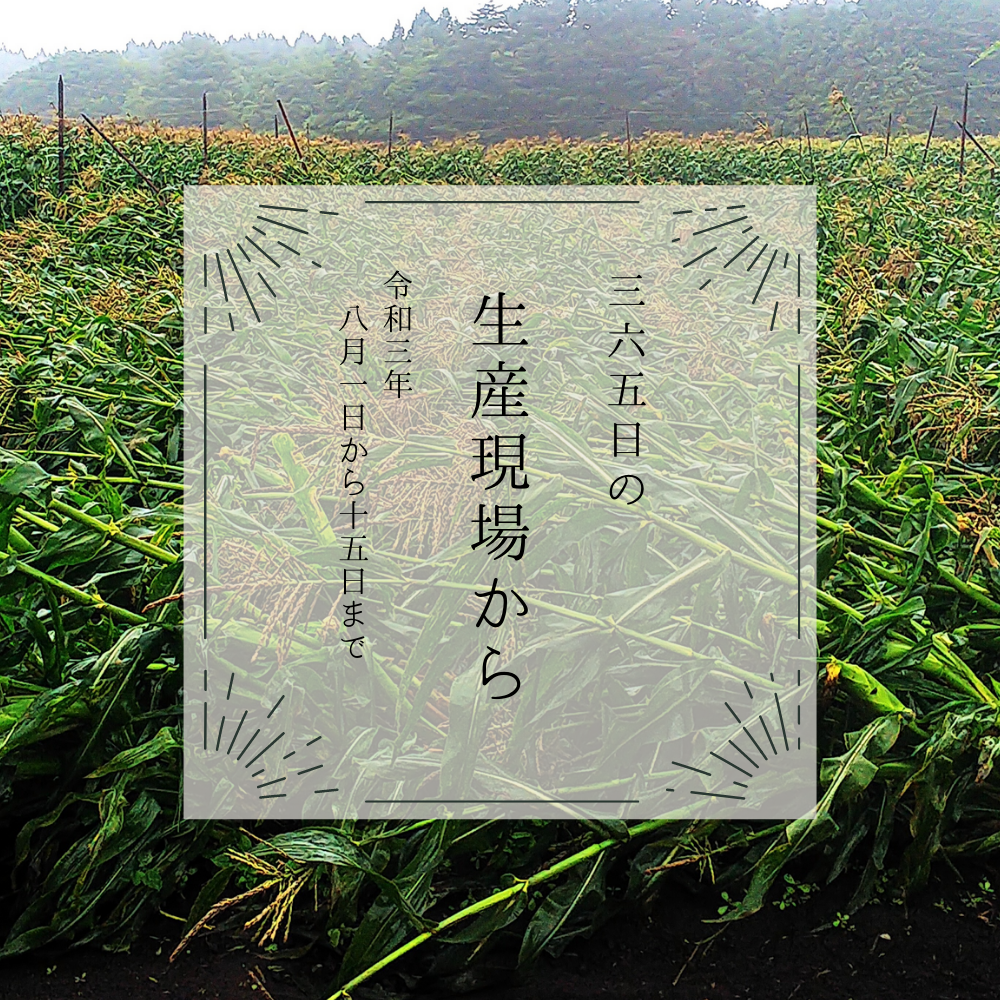 風雨にも負けず｡ゴールドラッシュは強いなぁ🌽8月前半の生産現場から