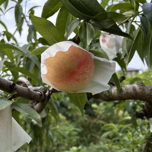 いにしえからの山梨県産の桃浅間白桃が美味しく旬となりました！