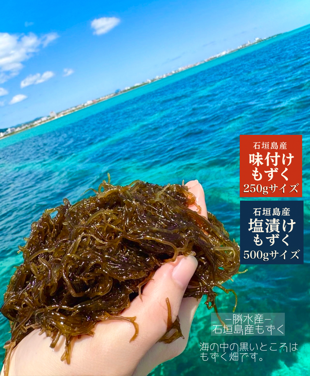 石垣島産塩漬けもずく 石垣島の本当にまじめなもずく（塩漬け）500g - 石垣島の全ての