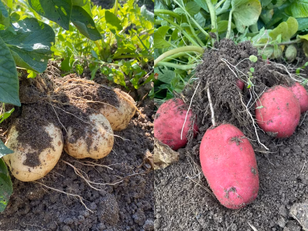 【自然栽培】じゃがいも2種セット（出島・アンデスレッド）