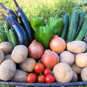 ジャガイモ2種類!!大林農園【夏野菜セット】1日2箱限定〈冷蔵便〉