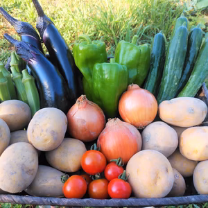 ジャガイモ2種類!!大林農園【夏野菜セット】1日2箱限定〈冷蔵便〉