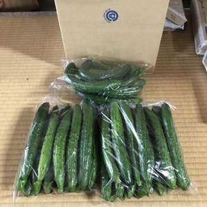 訳あり きゅうりB品 規格外 無選別 朝採り野菜 日時指定対応可