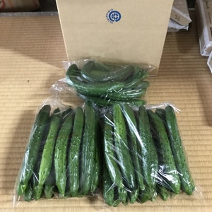 訳あり きゅうりB品 規格外 無選別 朝採り野菜