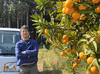 【訳あり】ゆら早生みかん 長崎県雲仙市産 
