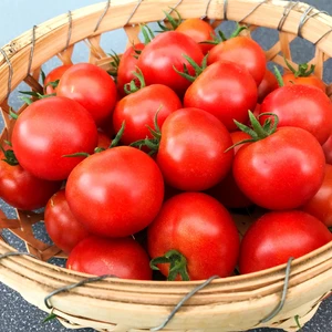 旬の夏野菜　糖度の高いフルーツトマト　フルティカ　1ｋｇ～　甘いミディトマト