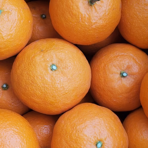 新鮮カラ♪三重県御浜町阿田和産☆希少濃厚カラ☆南紀カラマンダリン