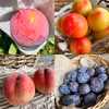 園主厳選　旬の核果類《初夏のフルーツボックス》
