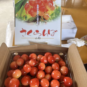 山形県産　産地直送　佐藤錦！500g