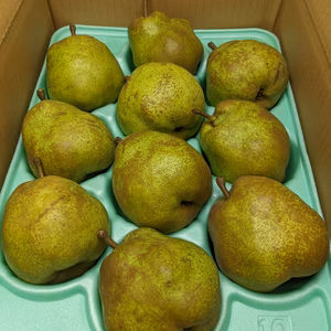 ラ・フランス10玉2Lサイズ