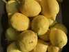 国産レモンB品,璃の香(りのか)県指定特別栽