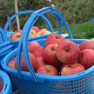 樹上完熟　パイナップルりんご