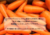 【完熟掘り！平均糖度9度】不揃い1.5kg　皮ごとOK！生でも甘い美味しい人参