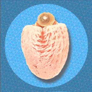 ▲▲全国一律送料込み▲▲　市田柿 1kg＿¥3980