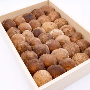 数量限定1日1個【クール便】桐箱入り肉厚生しいたけ