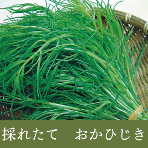 シャキシャキ食感　山形の伝統野菜　おかひじき　採れたて　直送