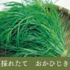 シャキシャキ食感　山形の伝統野菜　おかひじき　採れたて　直送