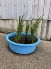 稲苗　苗販売　米作り