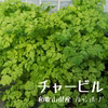 【摘みたてお届け】チャービル(セルフィーユ)☆繊細な見た目と風味！