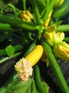 農薬 化学肥料不使用◆ビオファームまつきの野菜セット【Ｍ】冷蔵便