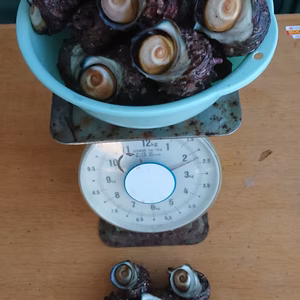 相模湾産さざえ 2㎏+α