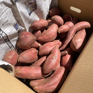 ✨シルクスイート‼️B品  多少傷みあり⚠️サイズ不揃い